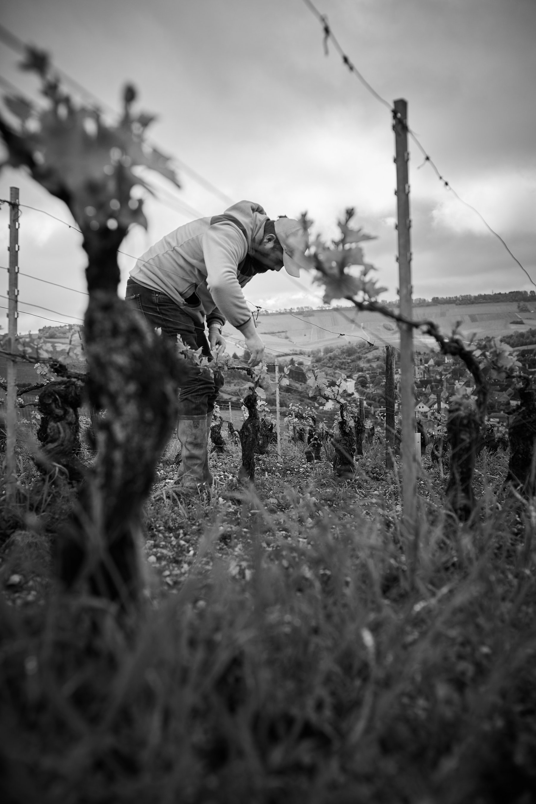 DOMAINE JEAN-HUGUES ET GUILHEM GOISOT