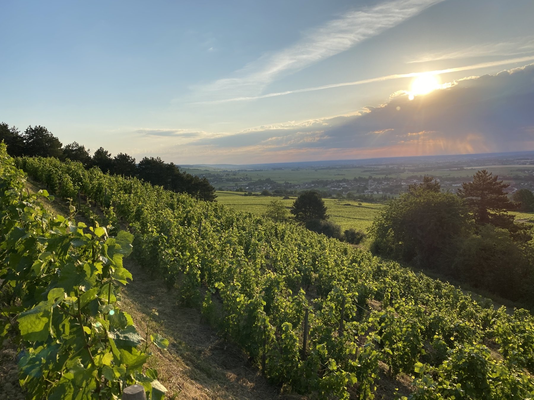 DOMAINE PIERRE LABET