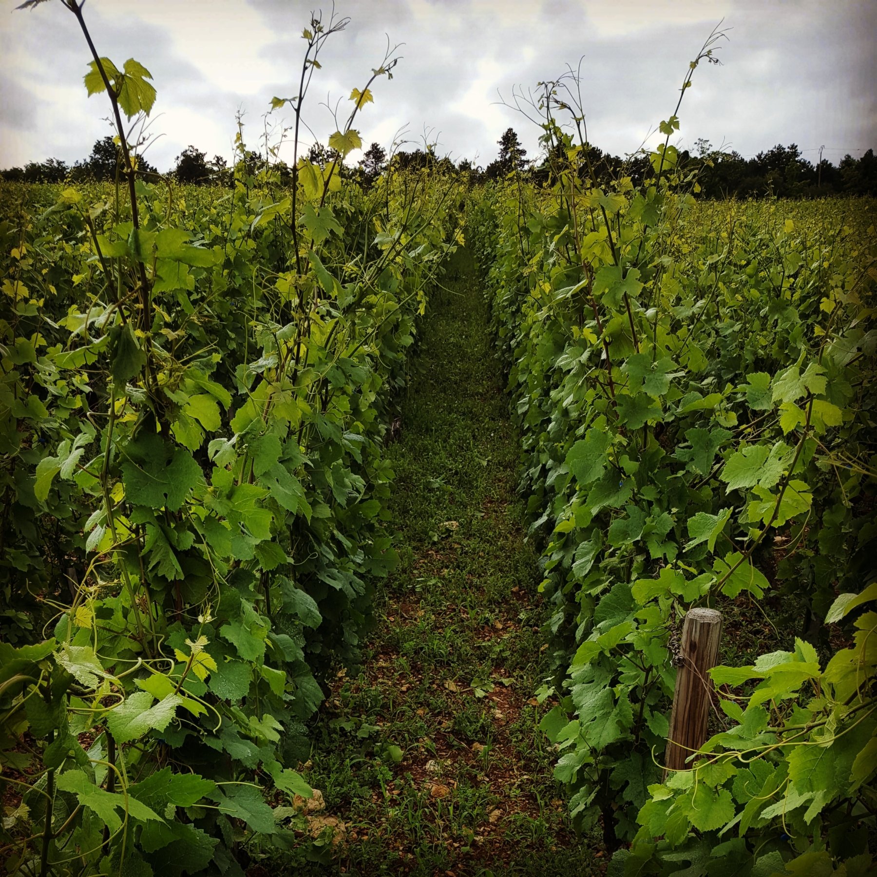 DOMAINE HENRI NAUDIN FERRAND