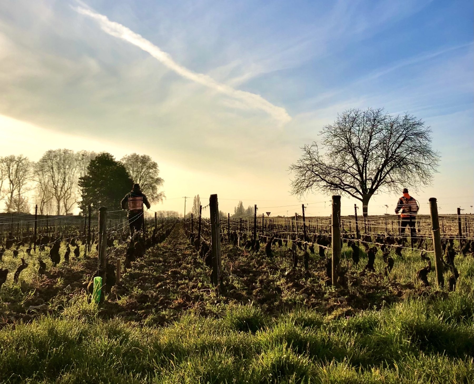 DOMAINE MARC ROUGEOT