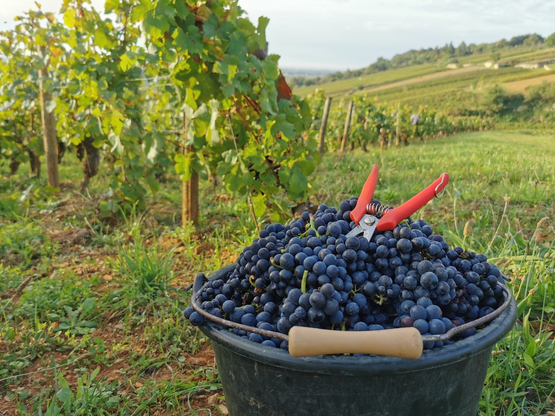 DOMAINE JEAN-MARC ET HUGUES PAVELOT