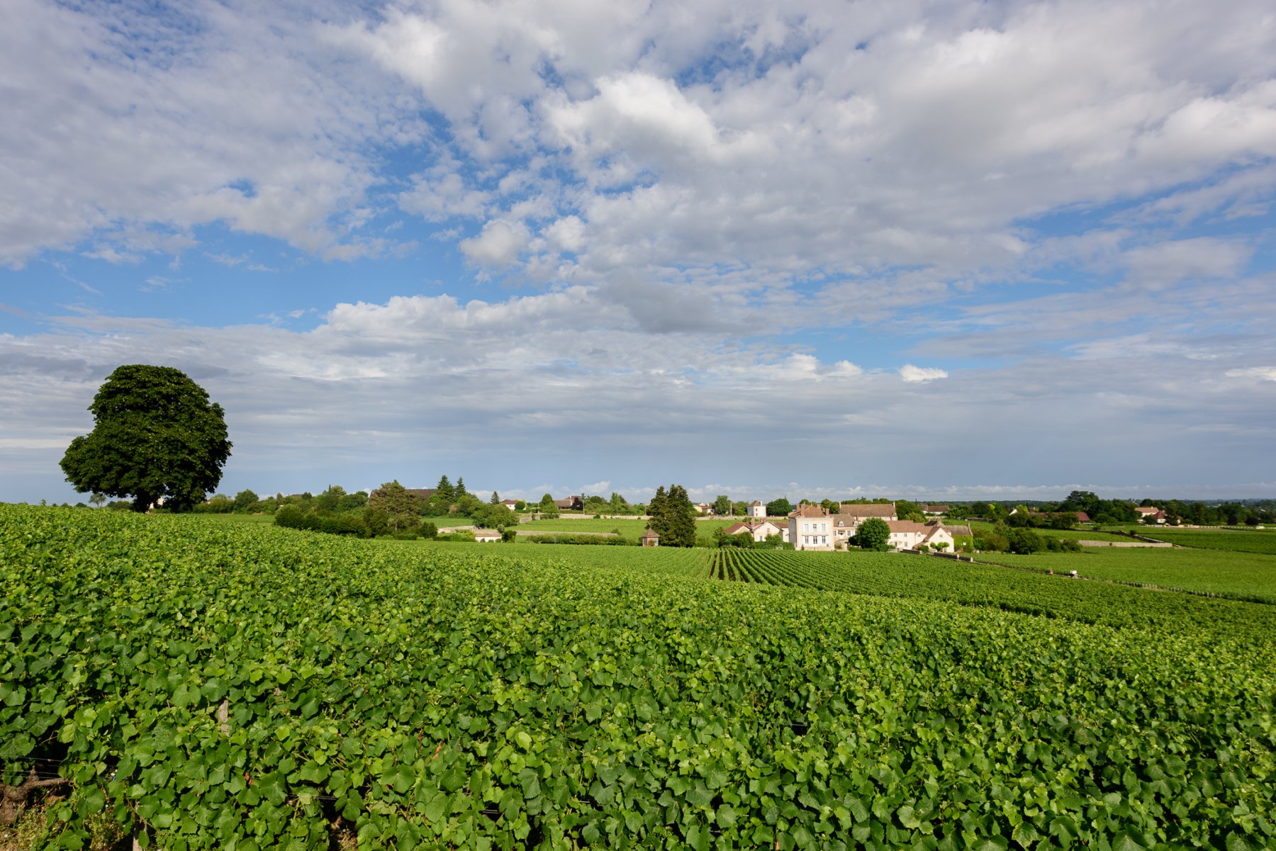 DOMAINE JEANNIN-NALTET