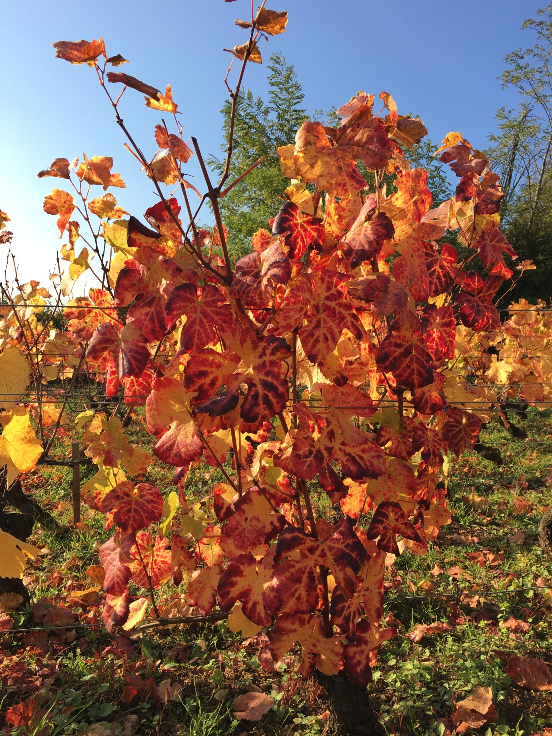 DOMAINE POISOT PÈRE ET FILS
