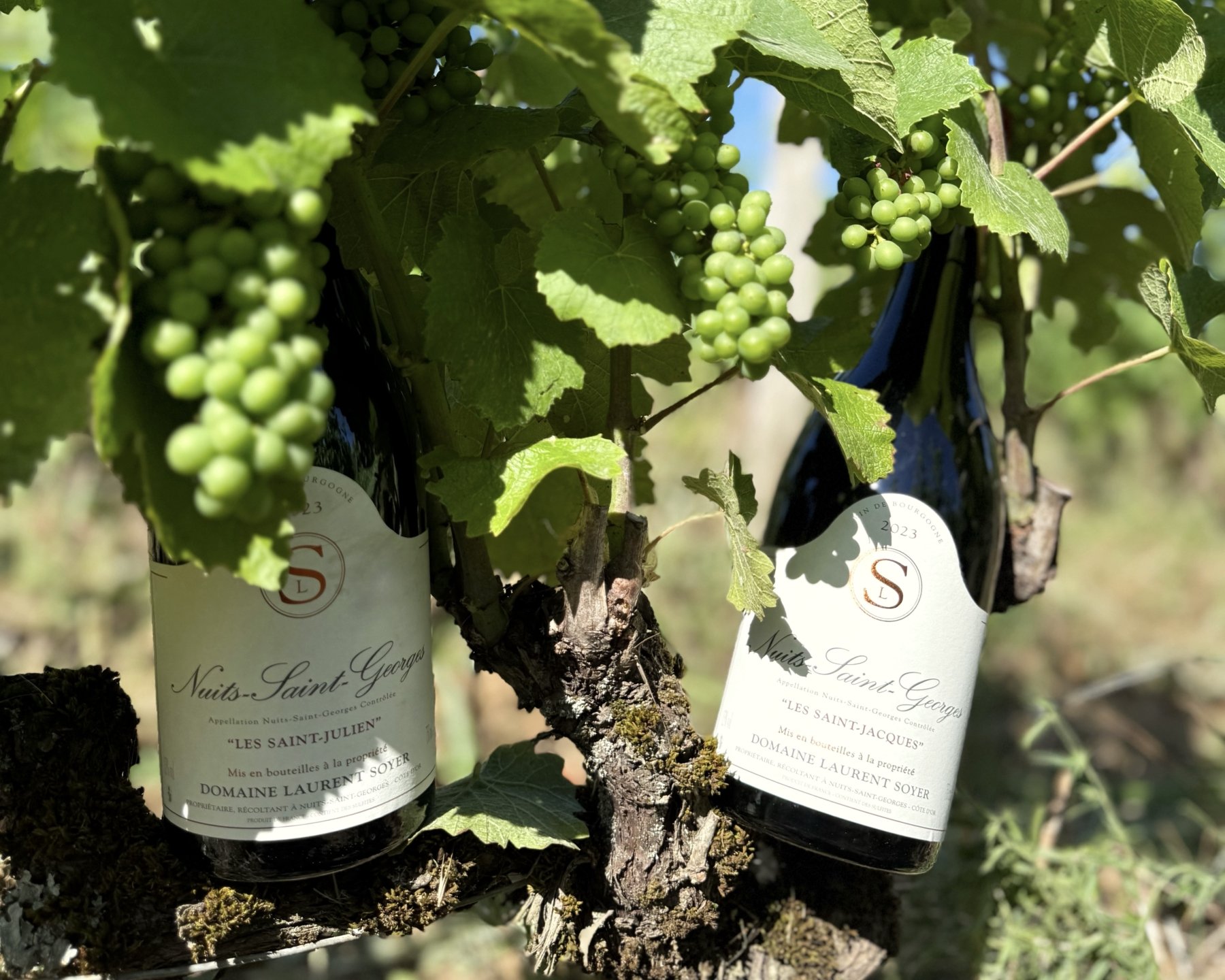 DOMAINE SOYER JULIE ET LAURENT