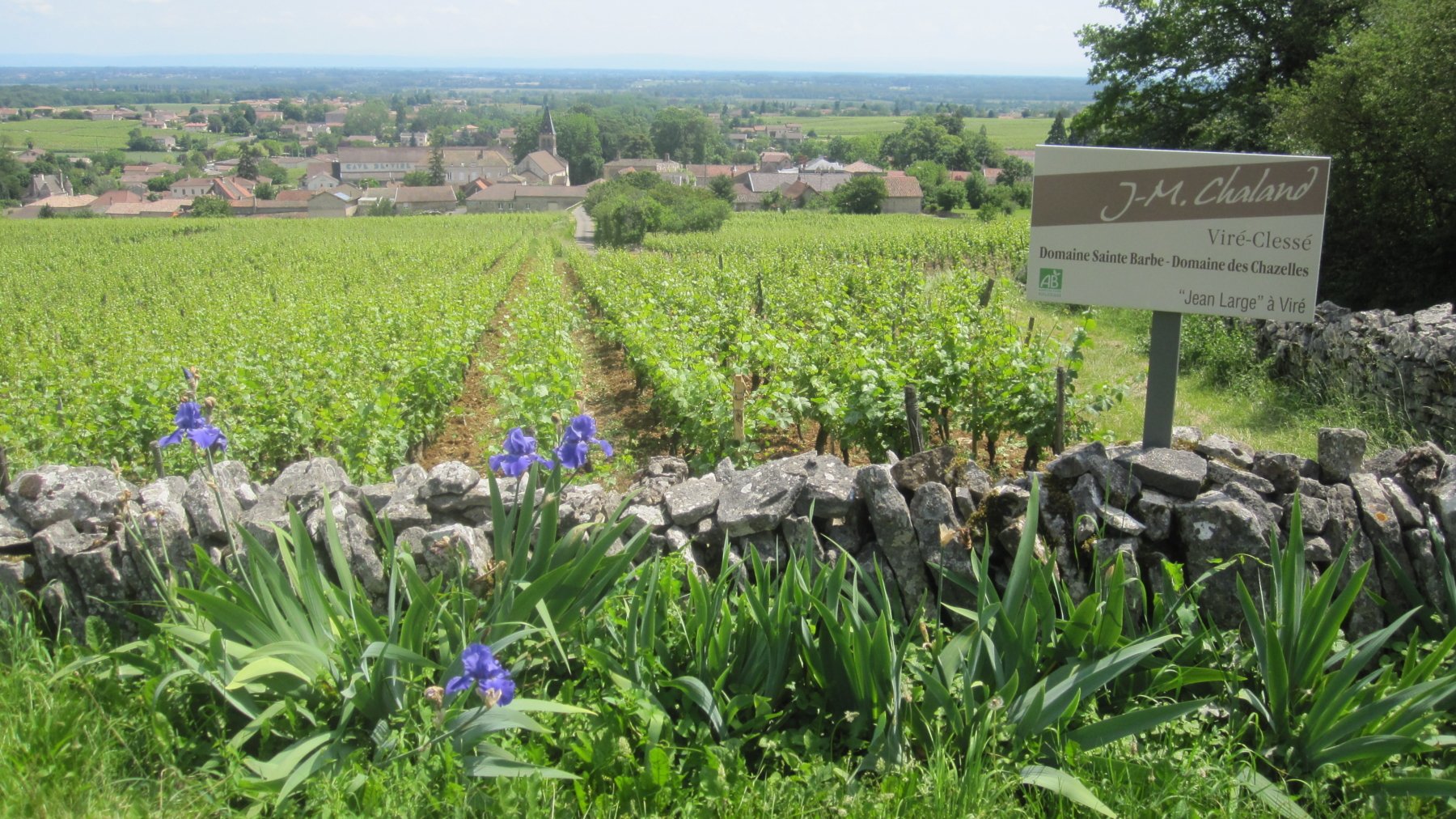DOMAINE JEAN-MARIE CHALAND