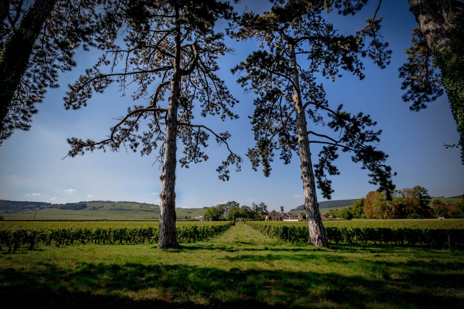 MAISON ALBERT BICHOT &#8211; DOMAINE DU PAVILLON